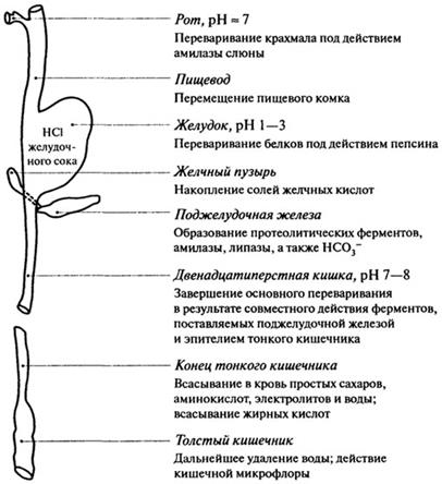 Основные пищеварительные процессы - student2.ru