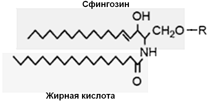 основные принципы организации биомембран - student2.ru