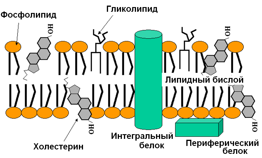 основные принципы организации биомембран - student2.ru