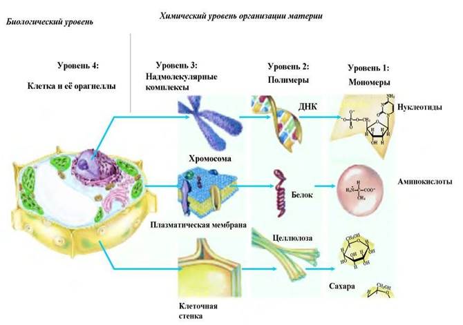 Основные признаки живой материи - student2.ru