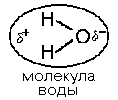 Основные различия в строении белковых молекул - student2.ru