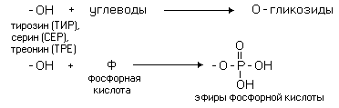 Основные различия в строении белковых молекул - student2.ru