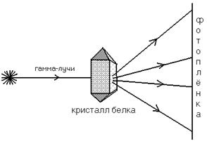 Основные различия в строении белковых молекул - student2.ru