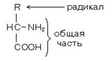 Основные различия в строении белковых молекул - student2.ru