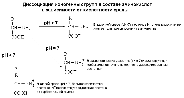 Основные различия в строении белковых молекул - student2.ru