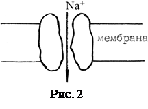 пассивный перенос. простая и облегчённая диффузия - student2.ru