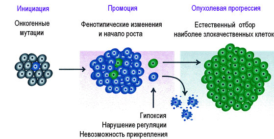 Патогенез опухолевого роста - student2.ru