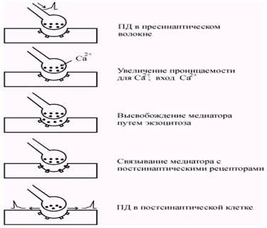 Передача информации в химических синапсах - student2.ru