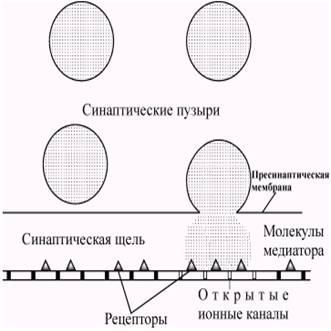 Передача информации в химических синапсах - student2.ru