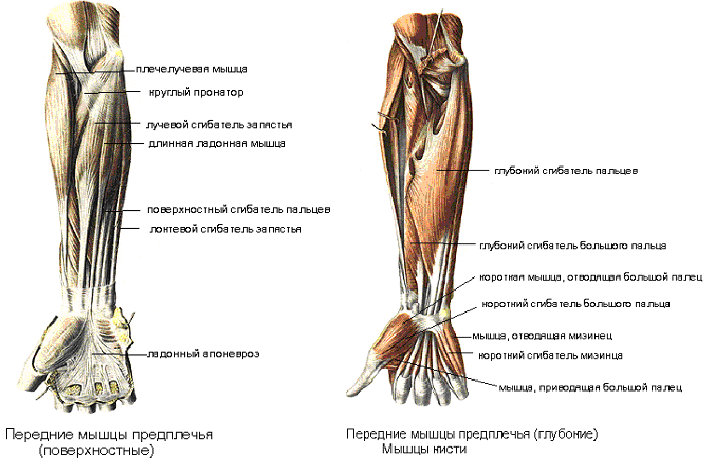 Передние мышцы предплечья - student2.ru