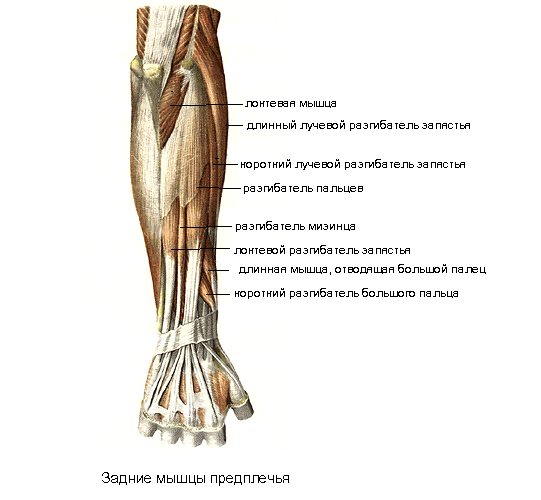 Передние мышцы предплечья - student2.ru