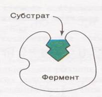 Перенос энергии в живой природе - student2.ru