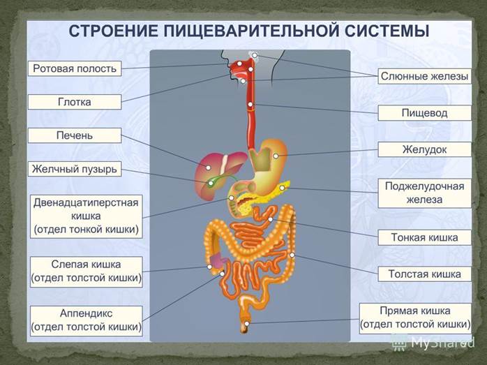 Пищеварение в тонкой кишке. - student2.ru