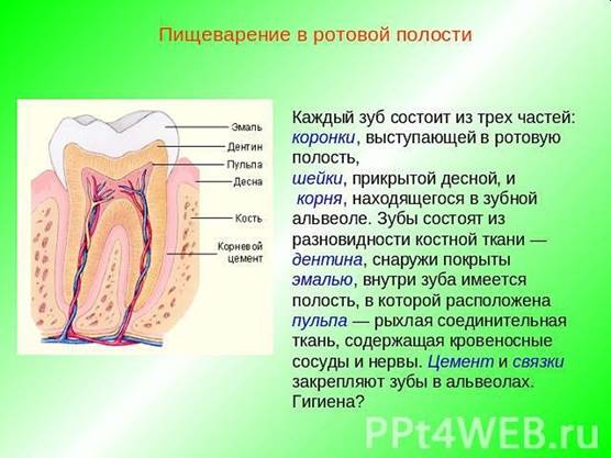 Пищеварение в тонкой кишке. - student2.ru