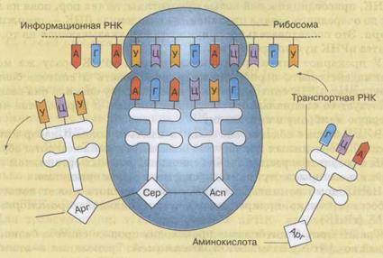 Пластический обмен – биосинтез белка. - student2.ru