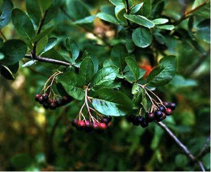 плоды аронии черноплодной (рябины черноплодной) свежие - fructus aroniae melanocarpae recentes - student2.ru