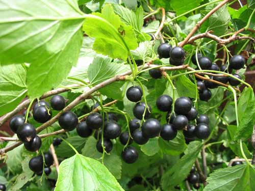 плоды смородины черной - fructus ribis nigri - student2.ru