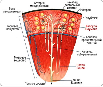 Почечные канальцы - student2.ru