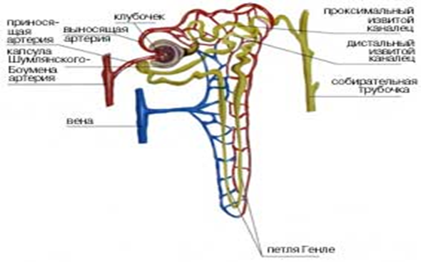 Почечные канальцы - student2.ru