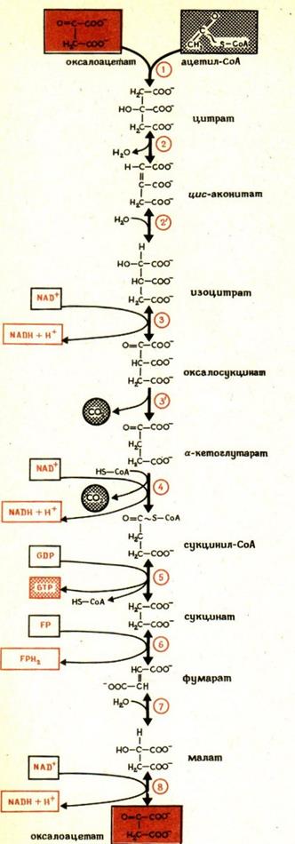 получение энергии из глюкозы - student2.ru