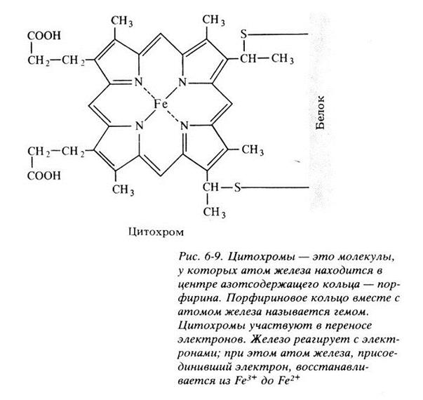 получение энергии из глюкозы - student2.ru