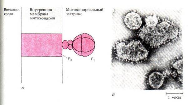 получение энергии из глюкозы - student2.ru