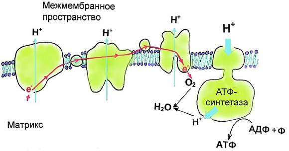 получение энергии из глюкозы - student2.ru