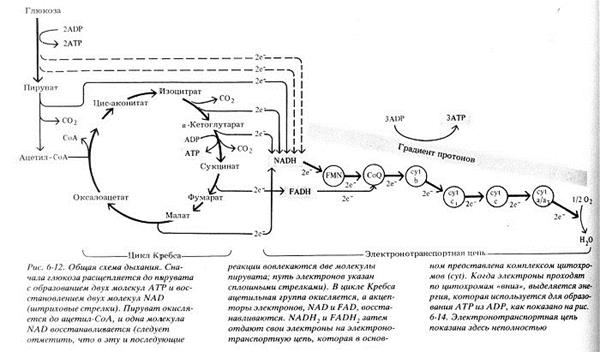 получение энергии из глюкозы - student2.ru