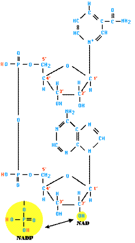 получение энергии из глюкозы - student2.ru