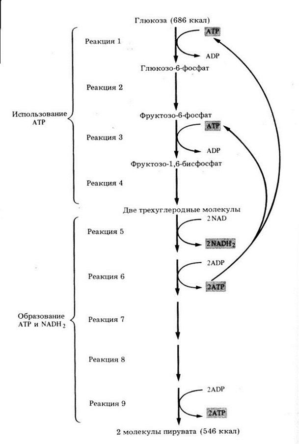 получение энергии из глюкозы - student2.ru