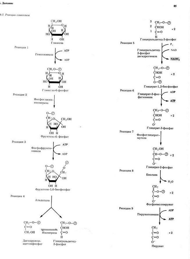 получение энергии из глюкозы - student2.ru