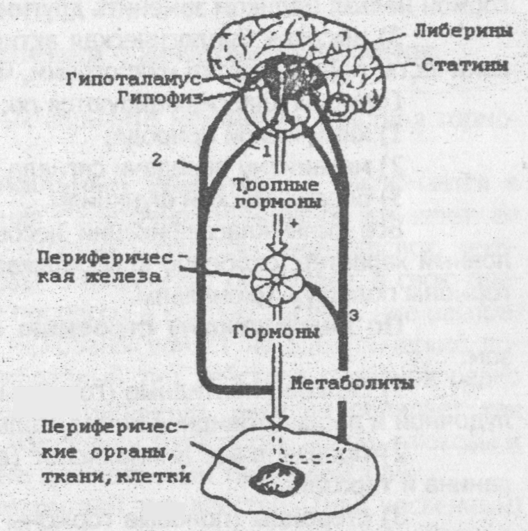 Понятие о гормонах. Основные принципы регуляции обмена веществ - student2.ru