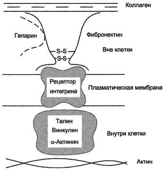 Посттрансляционные модификации коллагена - student2.ru