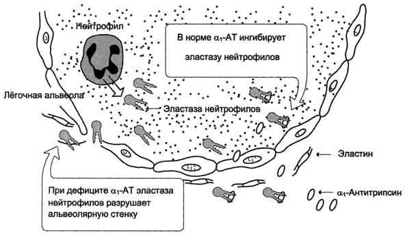 Посттрансляционные модификации коллагена - student2.ru