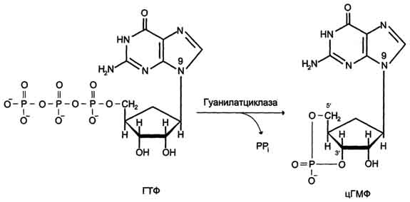 Повреждения оснований ДНК химическими мутагенами - student2.ru