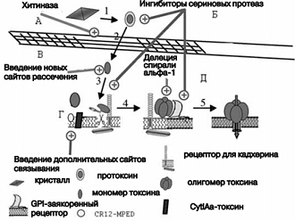 Повышение поражающего действия токсинов - student2.ru