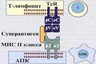 Презентация антигена и его распознавание CD8 и CD4 лимфоцитами. - student2.ru