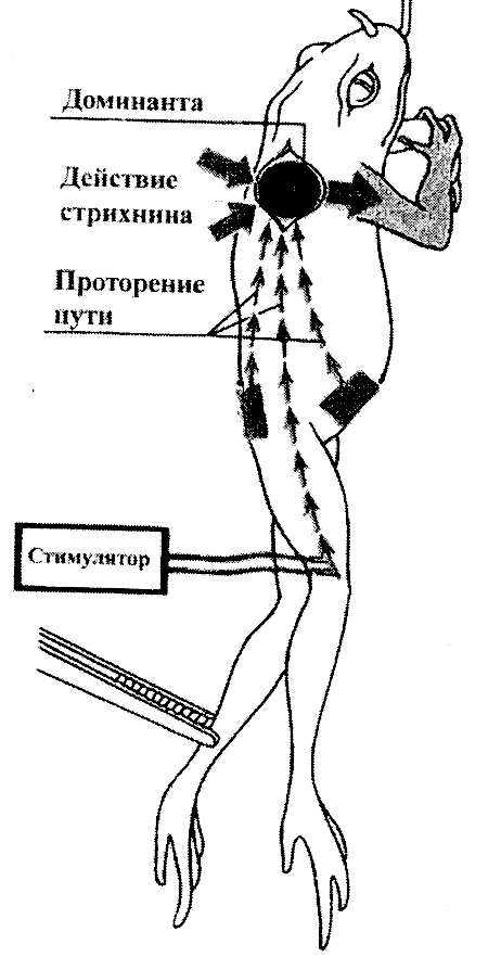 Принципы координационной деятельности ЦНС - student2.ru