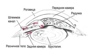 Проприорецепция (глубокомышечное чувство) - student2.ru