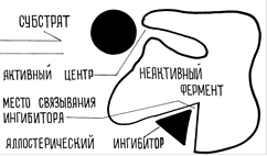 Пути регуляции активности ферментов - student2.ru