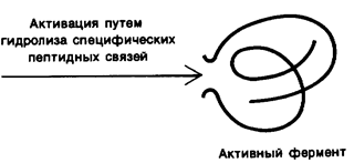 Пути регуляции активности ферментов - student2.ru