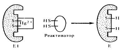 Пути регуляции активности ферментов - student2.ru