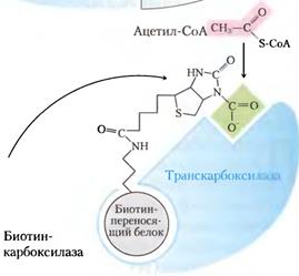 Биосинтез фосфолипидов у бактерий. - student2.ru