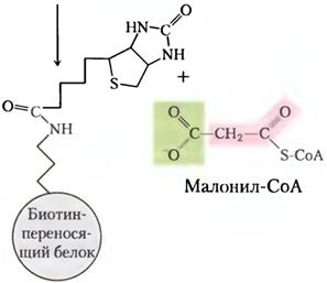 Биосинтез фосфолипидов у бактерий. - student2.ru