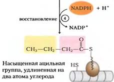 Биосинтез фосфолипидов у бактерий. - student2.ru