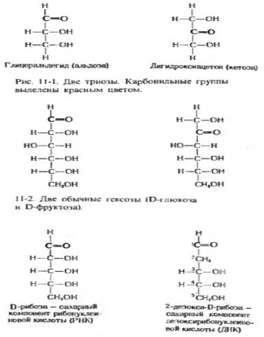 Биосинтез фосфолипидов у бактерий. - student2.ru