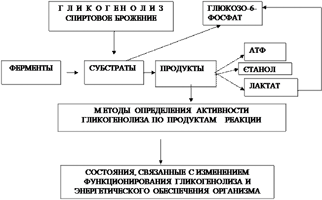 Работа I. Моделирование реакций гликогенолиза - student2.ru