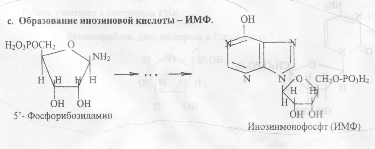 Распад пуриновых нуклеотидов - student2.ru