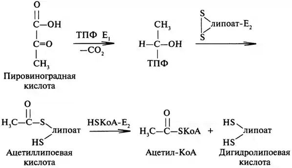 Распад пуриновых нуклеотидов - student2.ru