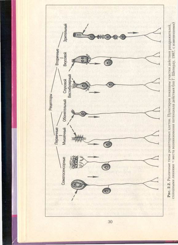 Различают эффекторные и сенсорные рецепторы. - student2.ru